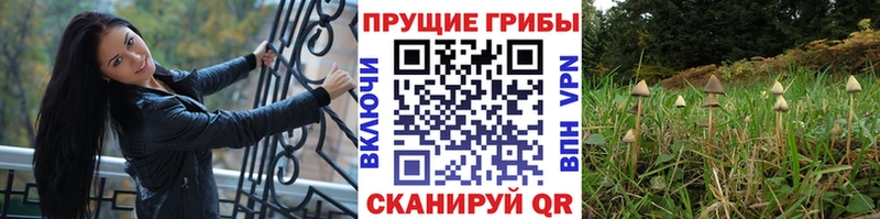 Галлюциногенные грибы Psilocybine cubensis  KRAKEN онион  Чухлома  хочу  